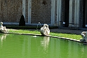 Villa Della Regina_092